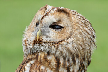 A portrait a Tawny Owl looking up
