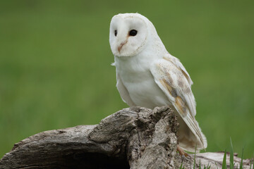 A portrait of a Barn Owl on a tree trunk
