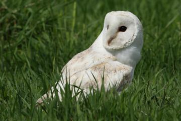 A portrait of a Barn Owl in a meadow
