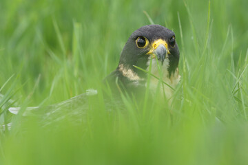 A Peregrine Falcon in a meadow
