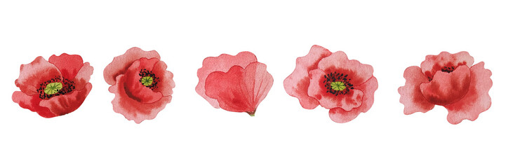 Watercolor red poppies handdrawn clipart
