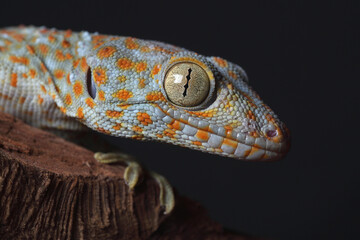 A portrait of a Tokay Gecko on a tree trunk
