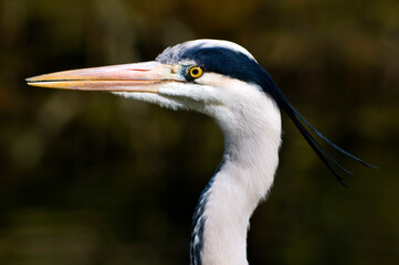 Ardea cinerea, the grey heron, close up of head