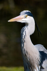 Ardea cinerea, the grey heron, close up of head