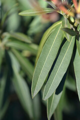 Common oleander leaves