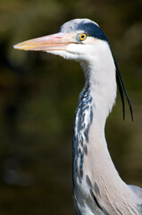 Ardea cinerea, the grey heron, close up of head