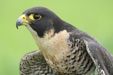 A Peregrine Falcon against a green background
