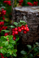Ripe red cranberries on the background of a stump in the forest. Wild berries