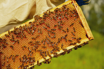 A beekeeper in a protective suit inspects a wooden hive with bees. Beekeeping. Eco apiary in...