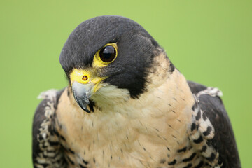 A Peregrine Falcon looking down

