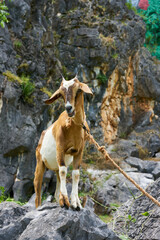 Fototapeta na wymiar Goat on a rock with long horns hanging ears 