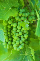 Ripening grape