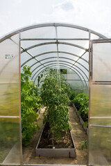 Ripening vegetable crops with green leaves on bushes in a transparent polypropylene greenhouse on a sunny summer day. Concept - gardening, farming and natural products
