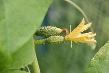 Baby Cucumbers Just Beginning to Grow in a Garden