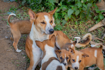 the mother dog feeding its childs or baby dogs with nature view background, selective wallpaper.