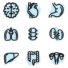 Set of human internal organs.
