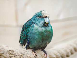 Bright, cute parrot sitting on a rope against the background of a white, wooden wall. Close-up, indoors. Studio photo. Day light. Concept of care, education and raising pets