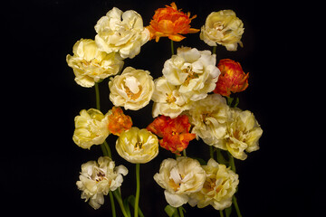 Yellow and red tulips are scattered over a black background.