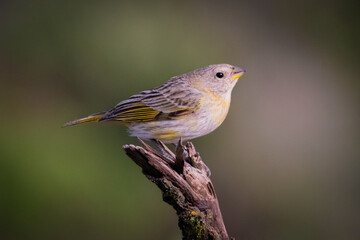 Saffron Finch (Sicalis flaveola)