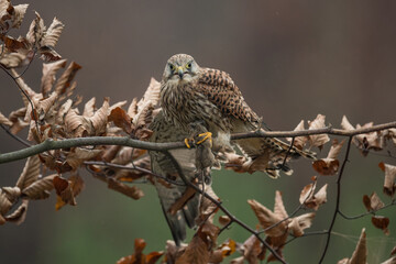 Common kestrel (Falco tinnunculus) is a bird of prey species belonging to the kestrel group of the falcon family Falconidae.