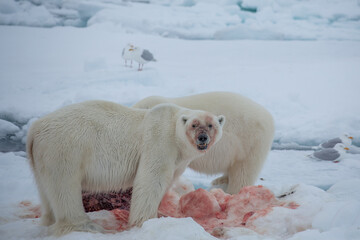 Polar Bear (Ursus maritimus) Spitsbergen North Ocean