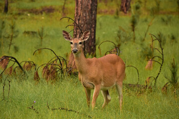 Looking into the Face of a Startled Doe
