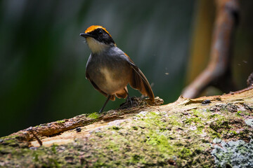 Black-cheeked Gnateater (Conopophaga melanops)
