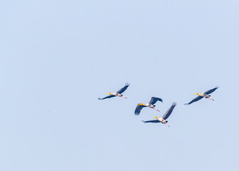 A flock of painted stork in flight