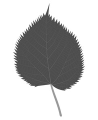 Leaf of Linden (Basswood, Tilia). Black and White.