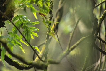 hojas verdes, naturaleza, árbol, bosque, fábrica, musgo, helecho, hojas, verano, sucursal, acuático, hojas, madera, primavera, huerta, aparcar, close-up, flora, raíz, bosque tropical, fábrica, tropica