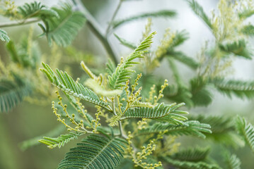 hojas de  aromo, hojas  verdes, árbol, naturaleza, fábrica, sucursal, languidecer, hojas, perennifolio, abeto, aguja, bosque, hojas, navida, close-up, picea, flora, helecho, verano, huerta, aguja, pri