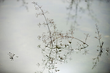 hierva de  agua, flor de  agua, tallo de  agua, árbol, de invierno, naturaleza, nieve, cielo, bosque, sucursal, catarro, blanco, ciclos, azul, árbol, paisaje, otoñal, sucursal, escarcha, primavera, fá