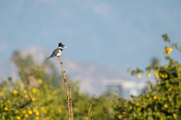 Kingfisher with fish in its beak, and perched acrobatically on a thin branch in an orange grove