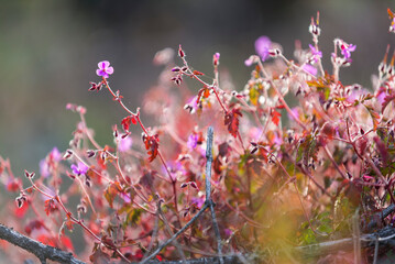 flor roja, flor silvestre, campo, flor, naturaleza, flor, fábrica, rosa, primavera, morada, florecer, huerta, verano, brezo, florecer, beldad, macro, campa, césped, inhospitalario, flora, close-up, de
