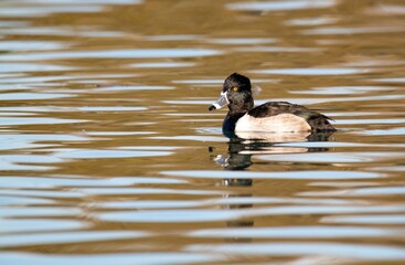 Ring necked duck wading in a blue and gold reflection pond at golden hour