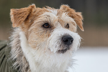 Portrait of the head of a Jack Russell Terrier in a green cap with earflaps. Snowing. Dog in the forest in winter. Background for the inscription