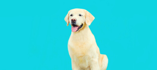 Portrait of happy Golden Retriever dog on colorful blue background