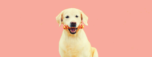 Portrait of Golden Retriever dog with rubber bone toy on pink background