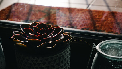 Echeveria flower in a pot on the windowsill by the window
