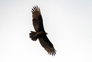 Turkey vulture with huge wings wide open in soaring flight against a clear sky