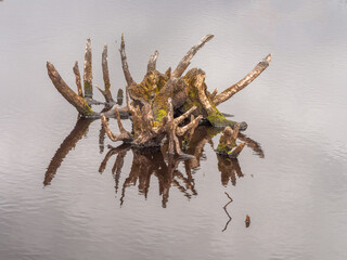 Black Alder tree root in lake at Delamere Forrest Park, Cheshire, UK