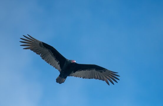 Large turkey vulture in flight up close image against a clear blue sky in San Joaquin reserve