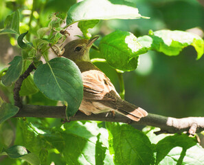 Whitethroat (Sylvia Communis) bird in sunny foliage