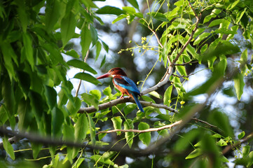 White-throated Kingfisher - Sri Lanka