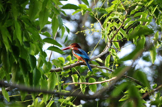 White-throated Kingfisher - Sri Lanka