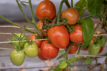 Producción de tomates para exportación, calidad de tomates rojos
