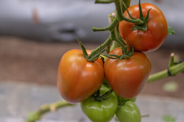 Tomates maduros rojos organicos