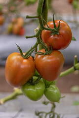 Tomates rojos maduros listos para cosechar