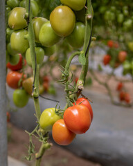 plantación de tomates, tomates orgánicos, verdes y rojos
