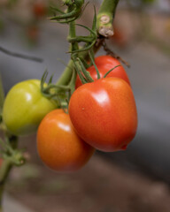 Tomates orgánicos para exportacion